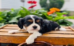 Cavalier King Charles Spaniel dogs for sale: Ray - Image 6