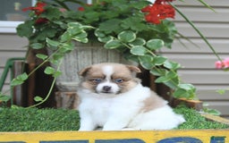 Pomeranian dogs for sale: Celia - Image 1