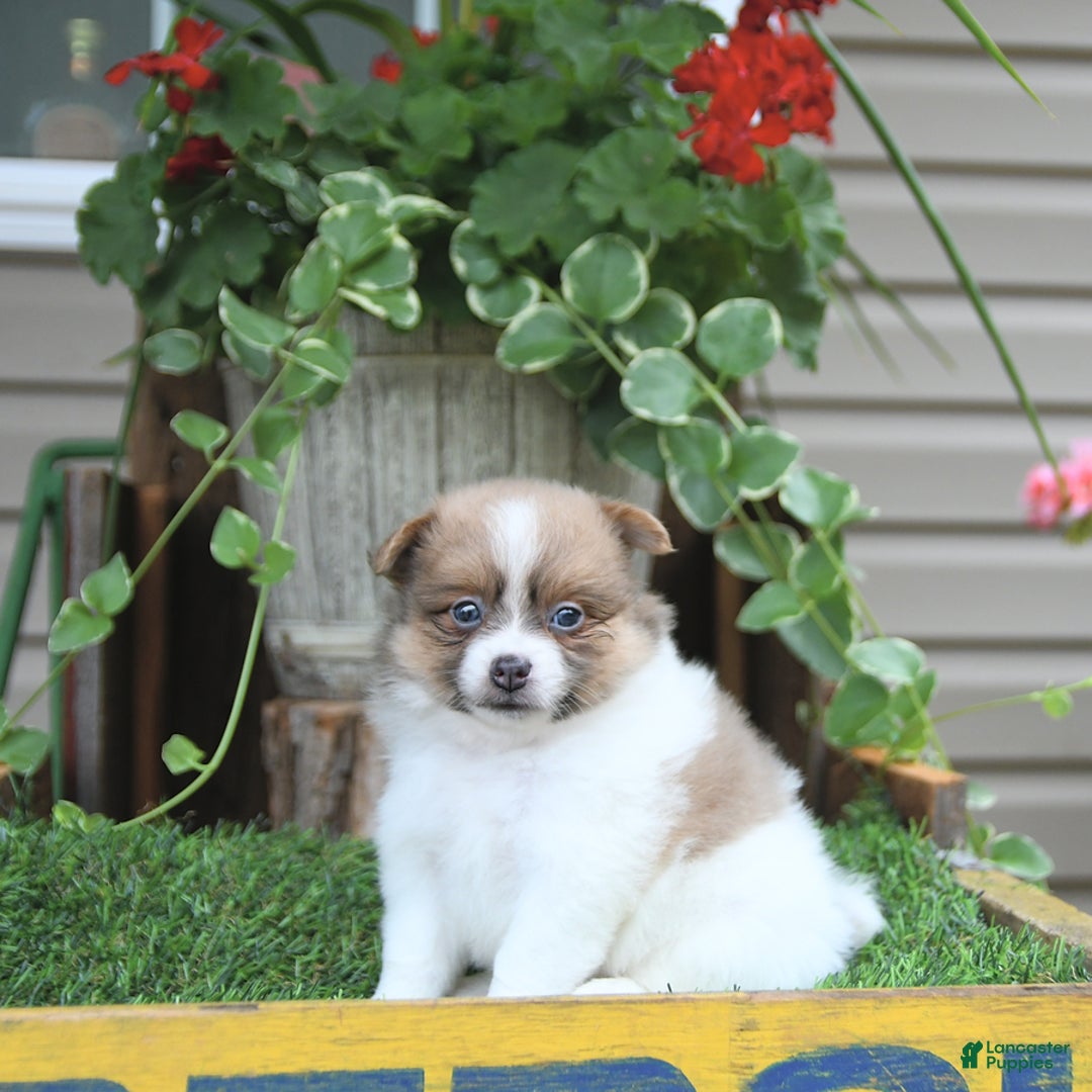 Pomeranian dogs for sale: Celia - Image 1