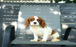 Cavalier King Charles Spaniel dogs for sale: Freddie - Image 9