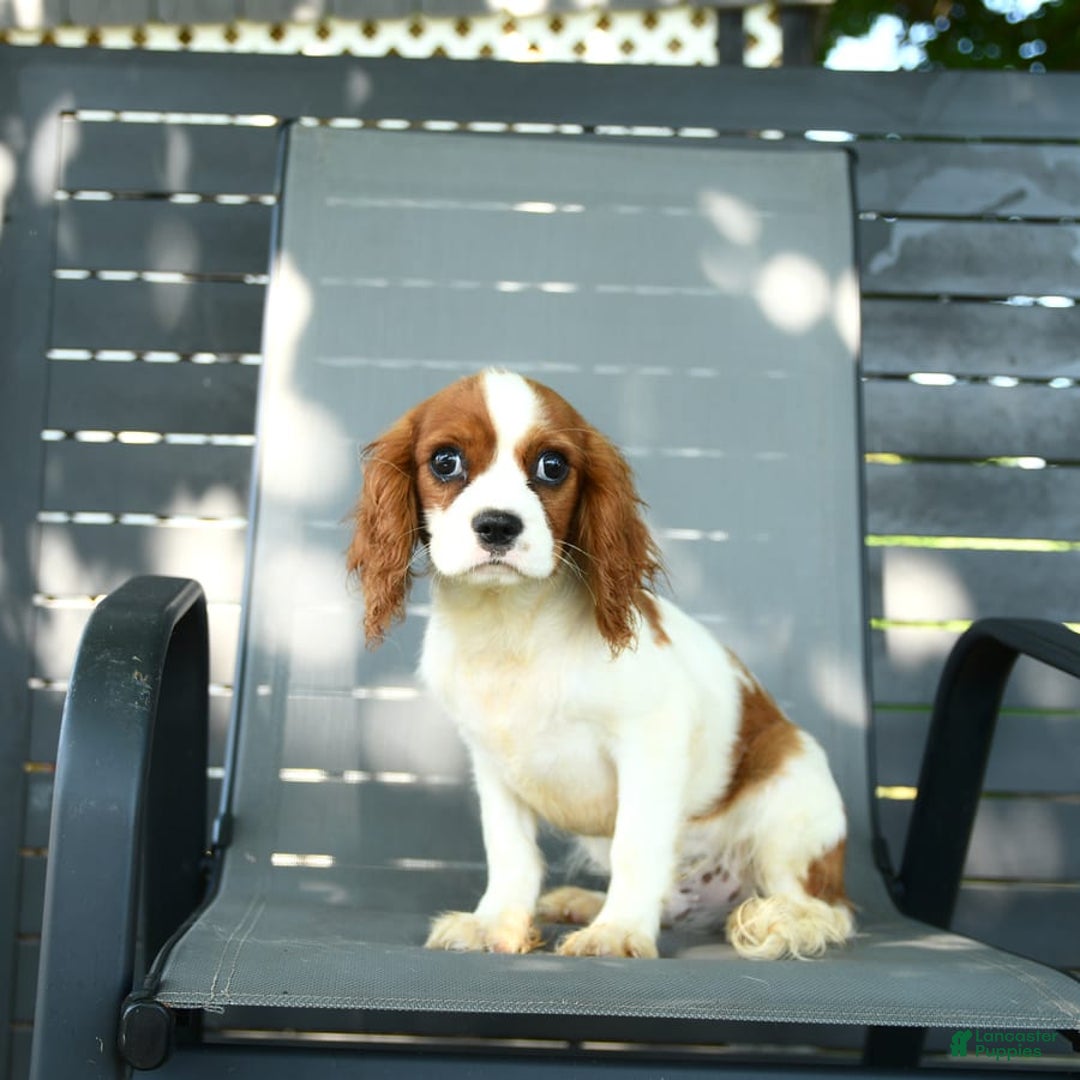 Cavalier King Charles Spaniel dogs for sale: Freddie - Image 9