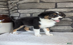 Australian Shepherd dogs for sale: Chloe - Image 4