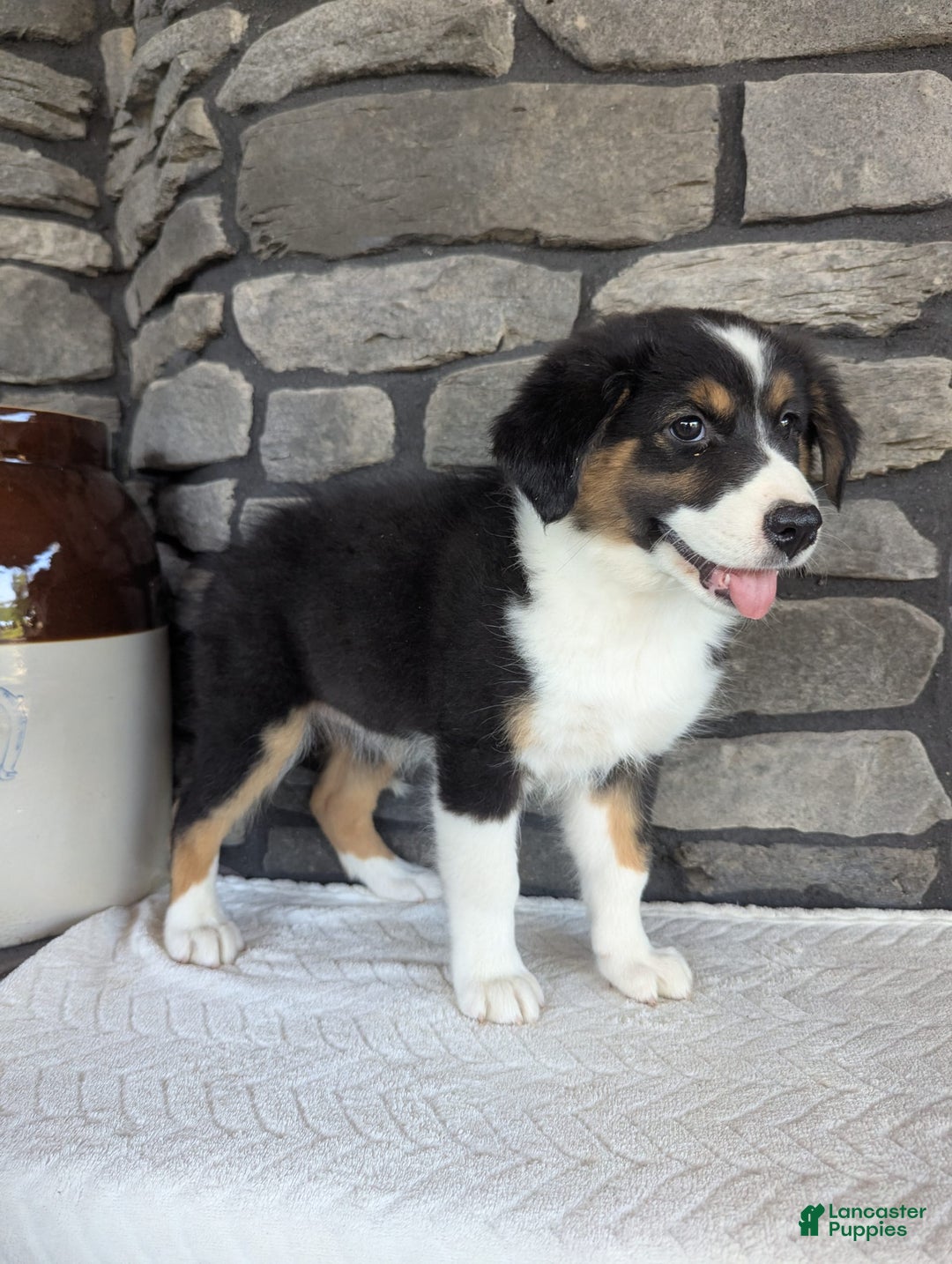 Australian Shepherd dogs for sale: Chloe - Image 4