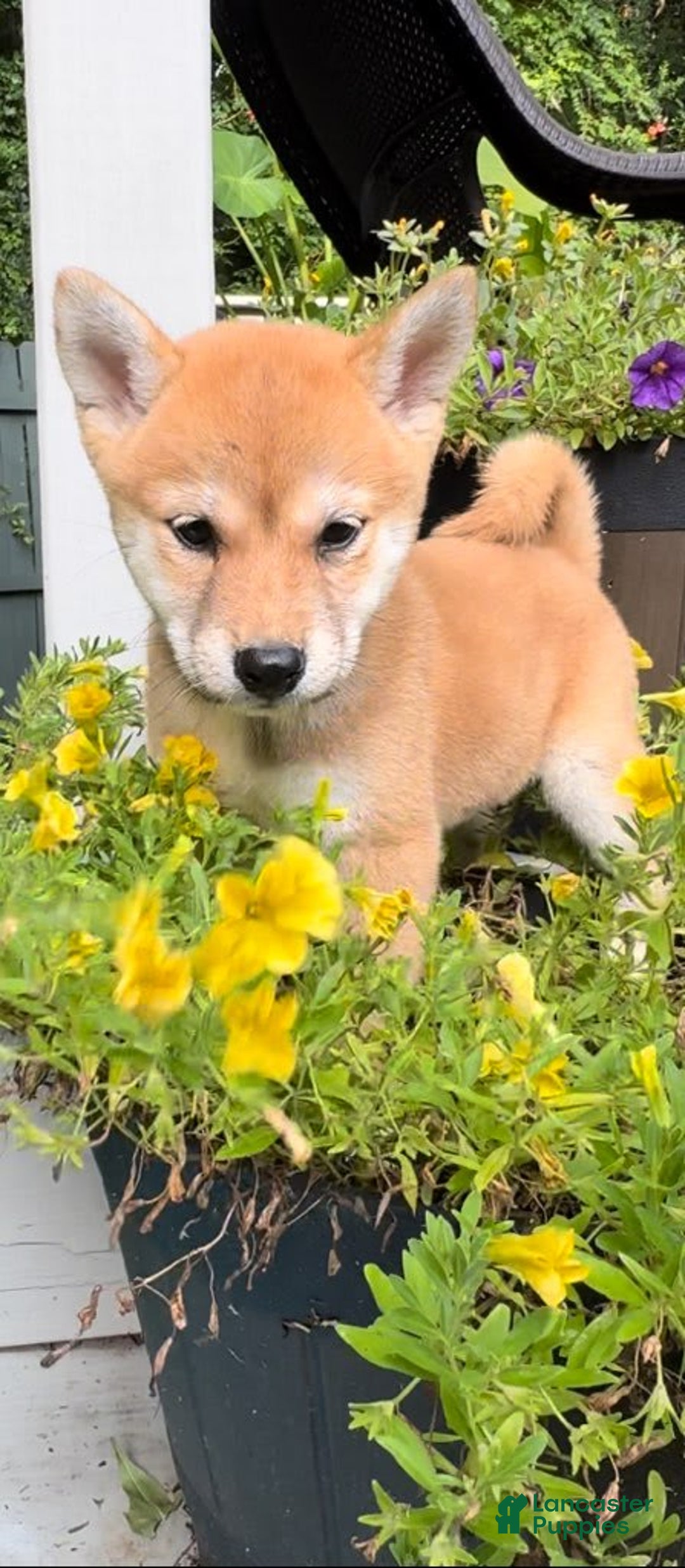 Shiba Inu dogs for sale: Foxy - Image 5