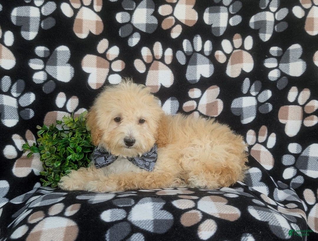 Miniature Poodle dogs for sale: Brock - Image 4