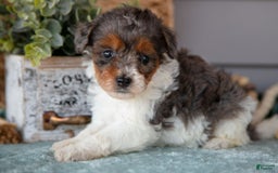 Miniature Poodle dogs for sale: Thalia - Image 2