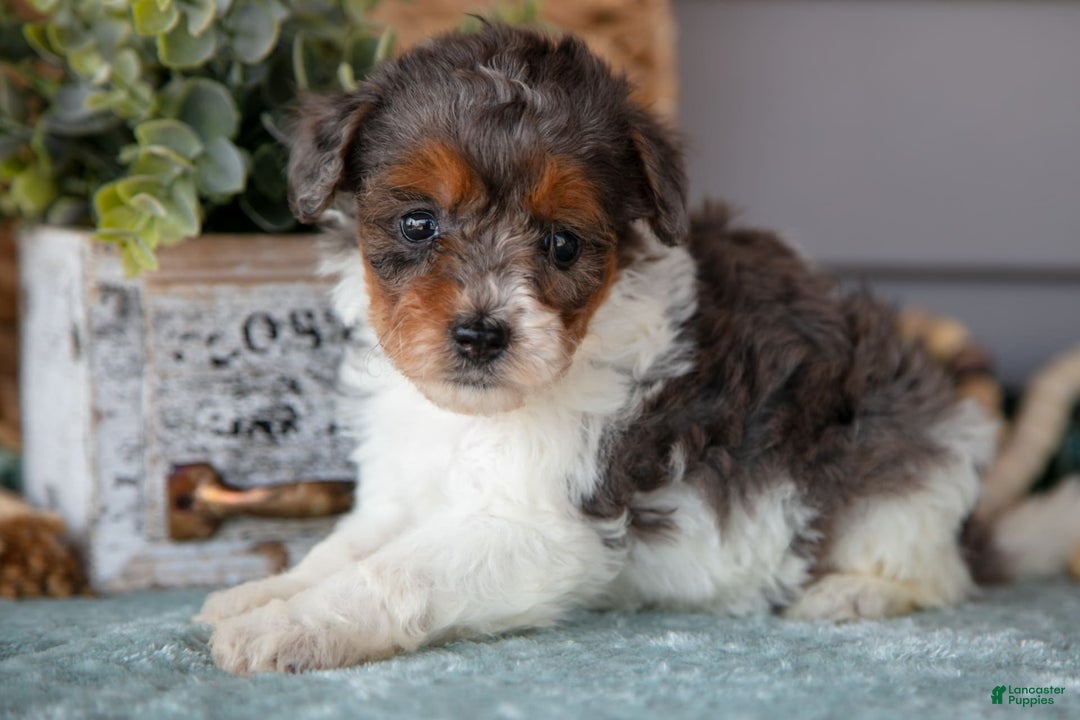 Miniature Poodle dogs for sale: Thalia - Image 2