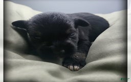 Miniature Schnauzer dogs for sale: River - Image 2