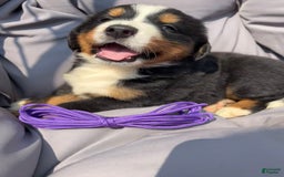 Bernese Mountain Dog dogs for sale: Purple - Image 5