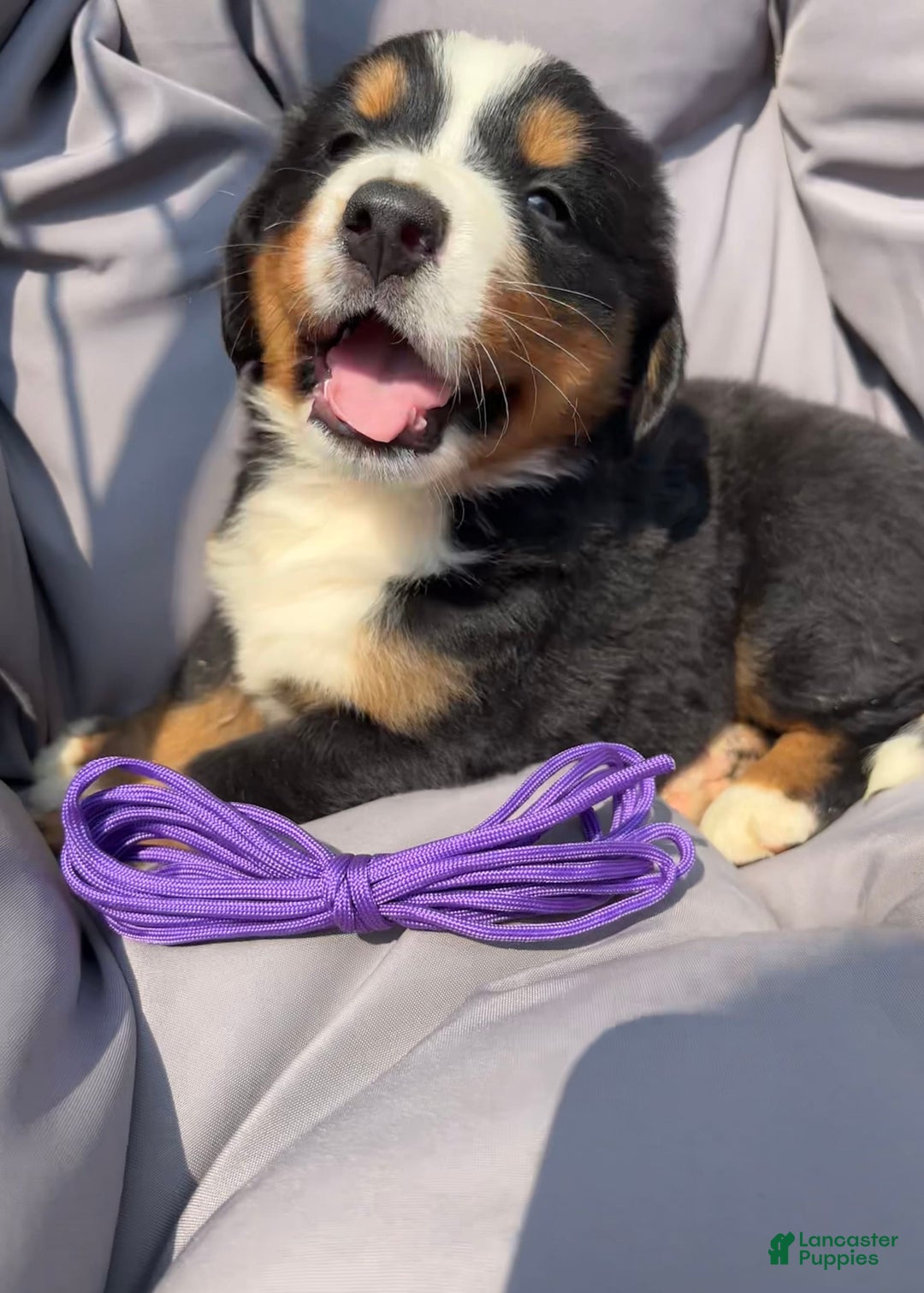 Bernese Mountain Dog dogs for sale: Purple - Image 5