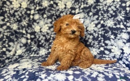 Mini Goldendoodle dogs for sale: Karma - Image 5