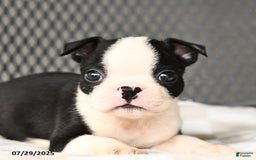 Boston Terrier dogs for sale: Junior - Image 5