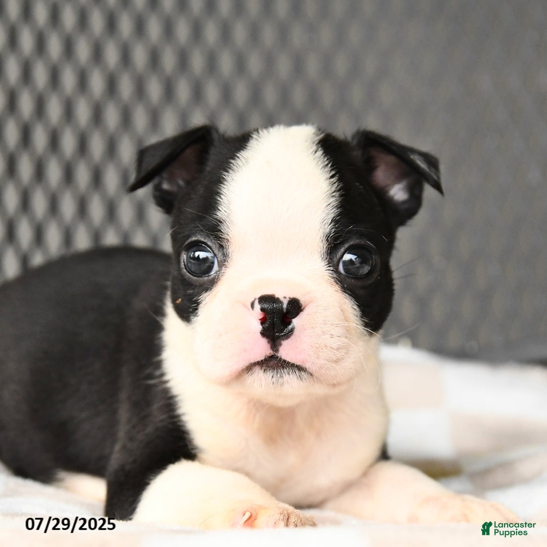 Boston Terrier dogs for sale: Junior - Image 5