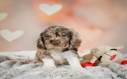 Cocker Spaniel dogs for sale: CoCo - Image 6
