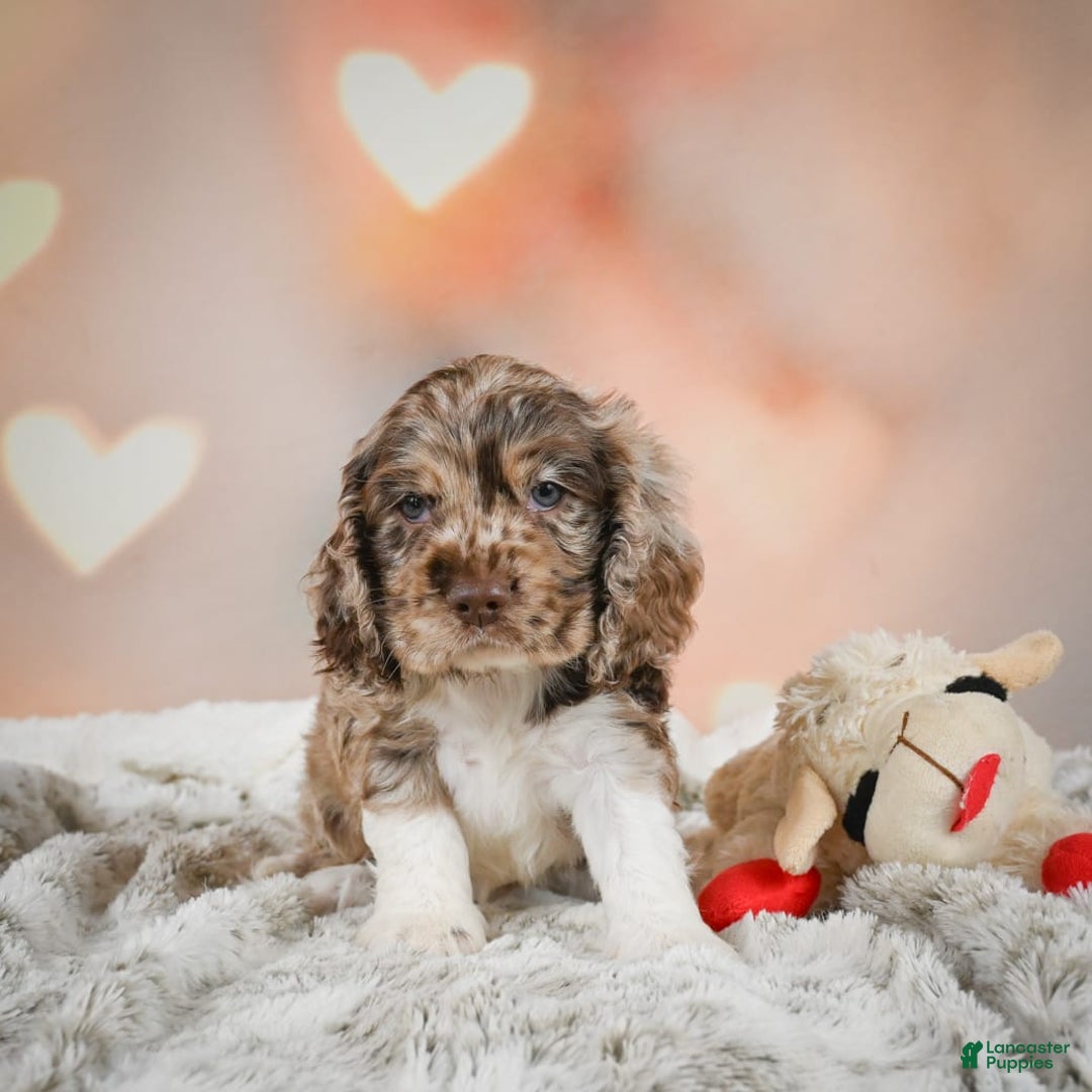 Cocker Spaniel dogs for sale: CoCo - Image 6