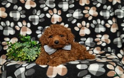 Toy Poodle dogs for sale: Duncan - Image 7