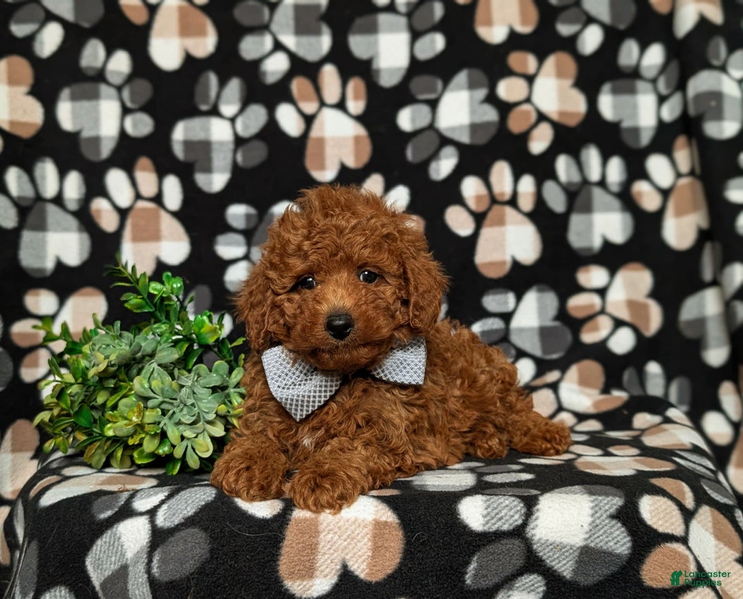 Toy Poodle dogs for sale: Duncan - Image 7