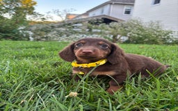 Miniature Dachshund dogs for sale: Miniature Dachshund 11 puppies - Image 2