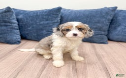 Cavapoo dogs for sale: Skylie - Image 3