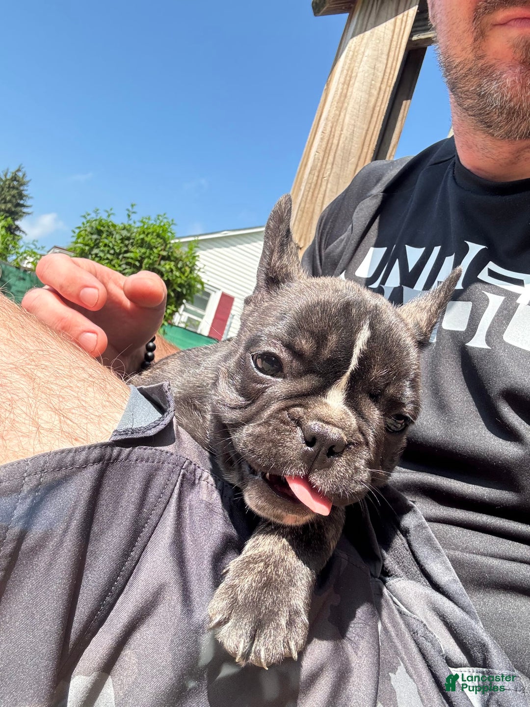 English Bulldog dogs for sale: Rocket - Image 1