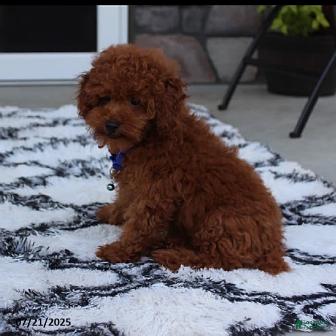 Toy Poodle dogs for sale: Tommy - Image 12