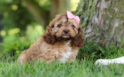 Cockapoo dogs for sale: Birdie - Image 8