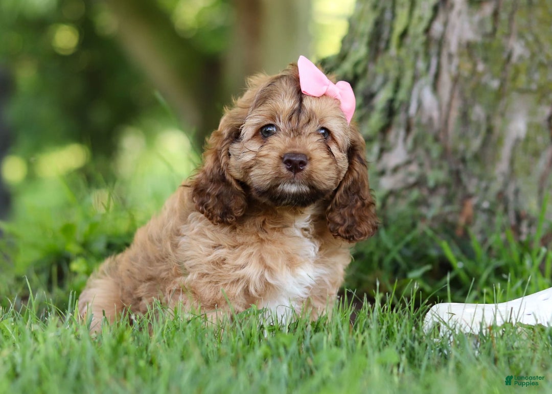 Cockapoo dogs for sale: Birdie - Image 8