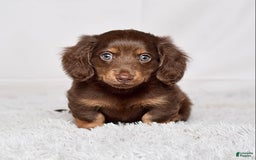 Miniature Dachshund dogs for sale: Mr. Sammy - Image 4
