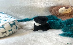 Morkie dogs for sale: Asa - Image 2