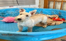 Scottish Terrier dogs for sale: Ollie - Image 13