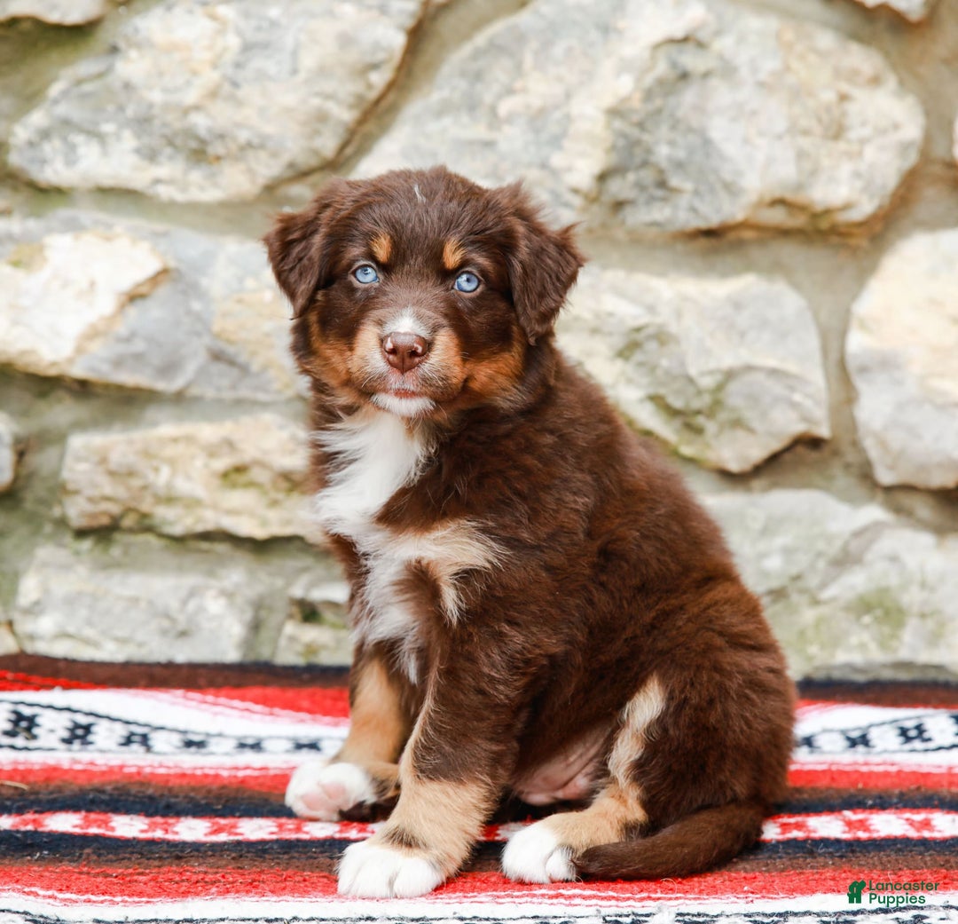 Australian Shepherd dogs for sale: Ocean - Image 2