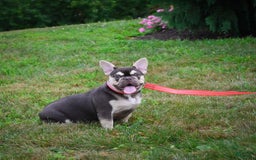 French Bulldog dogs for sale: Brooke - Image 5