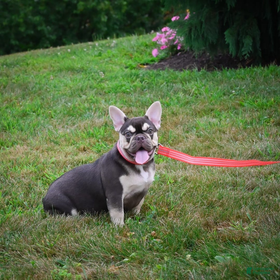French Bulldog dogs for sale: Brooke - Image 5