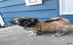 Shih Tzu dogs for sale: Maya - Image 1