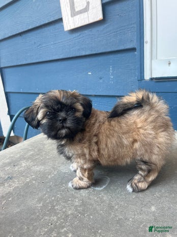 Shih Tzu dogs for sale - Ad 3