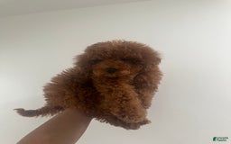 Miniature Poodle dogs for sale: Princeton - Image 2