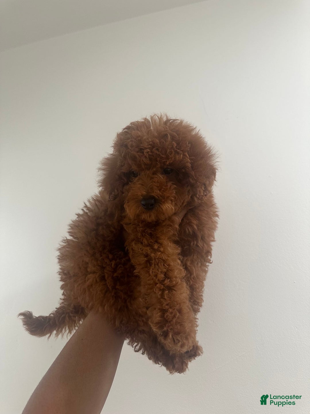 Miniature Poodle dogs for sale: Princeton - Image 2