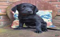 Labrador Retriever dogs for sale: Lola - Image 5