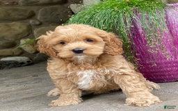 Cockapoo dogs for sale: Cockapoo 4 puppies - Image 21