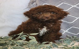 Cockapoo dogs for sale: Willy - Image 2
