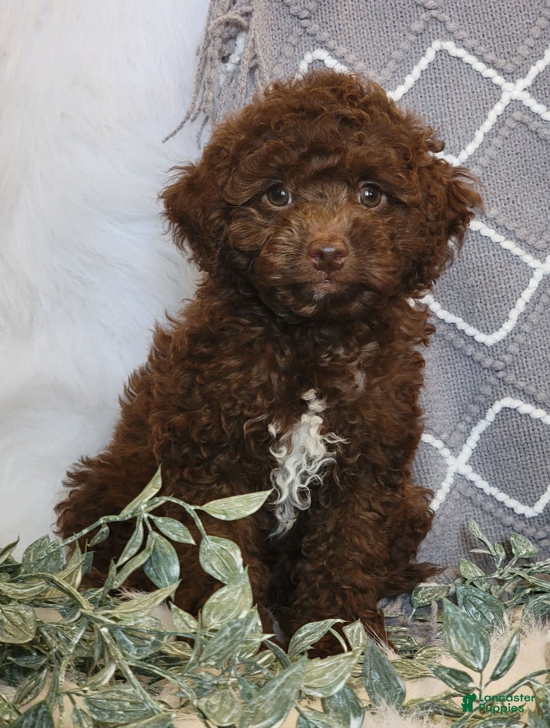 Cockapoo dogs for sale: Willy - Image 2