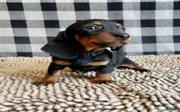 Miniature Dachshund dogs for sale: Nessa - Image 7