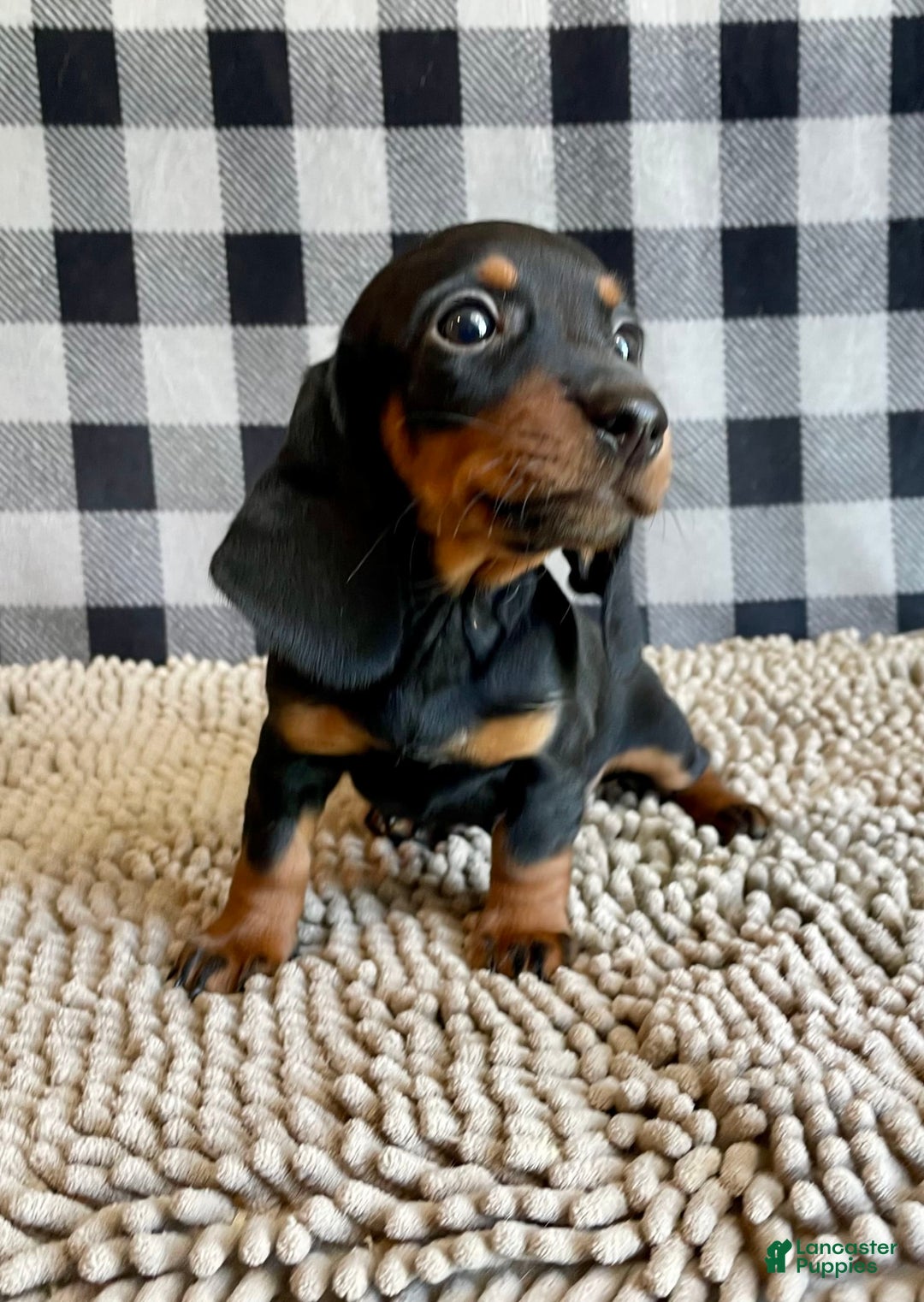 Miniature Dachshund dogs for sale: Nessa - Image 7