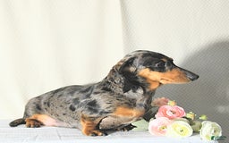 Miniature Dachshund dogs for sale: Nina - Image 6