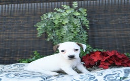 Jack Russell Terrier dogs for sale: Tia - Image 9