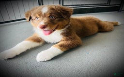 Australian Shepherd dogs for sale: Bella - Image 1