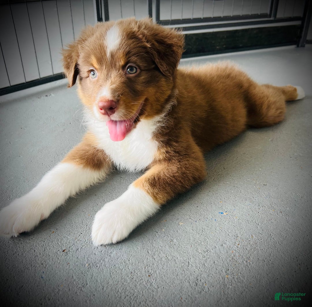 Australian Shepherd dogs for sale: Bella - Image 1