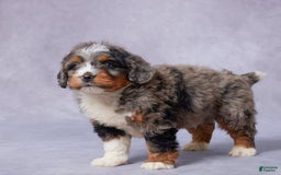 Mini Bernedoodle dogs for sale: Javin - Image 8