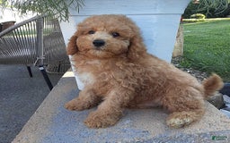 Bichpoo dogs for sale: Benson - Image 11