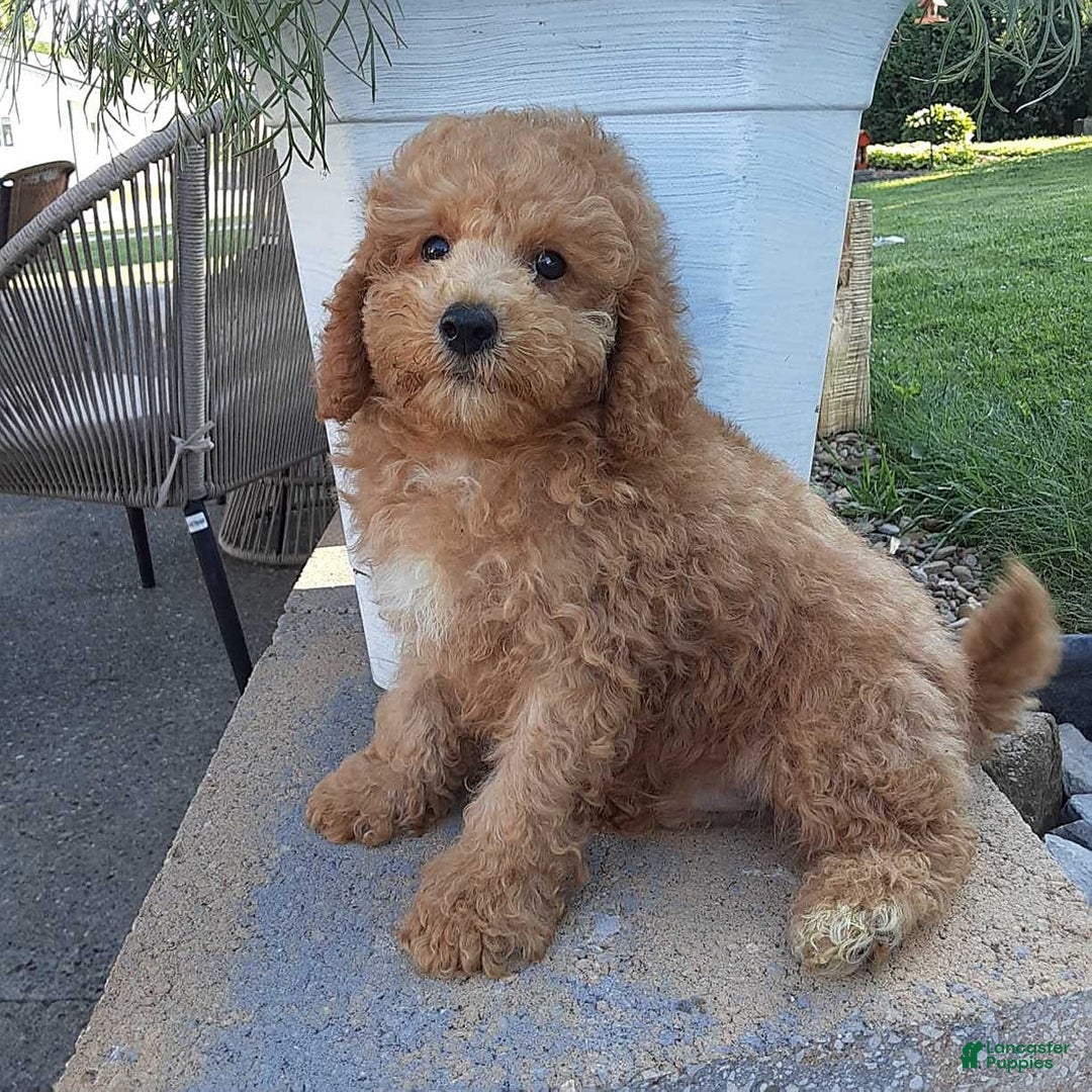 Bichpoo dogs for sale: Benson - Image 11